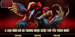đá gà Thomo
