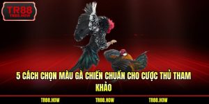 Cách Chọn Màu Gà Chiến