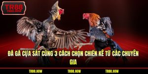 Đá Gà Cựa Sắt