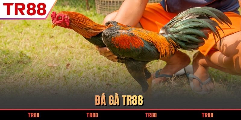Đá gà TR88